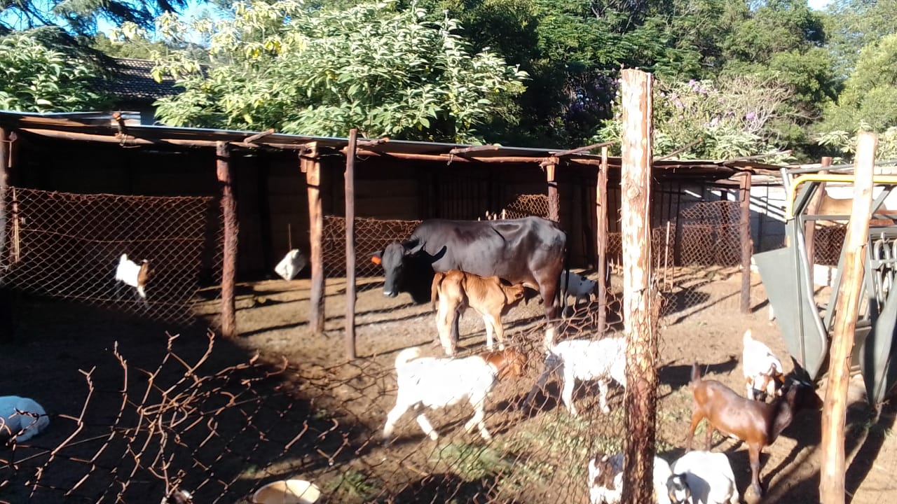Bekkersdal: Sustainable long-term livestock project in action